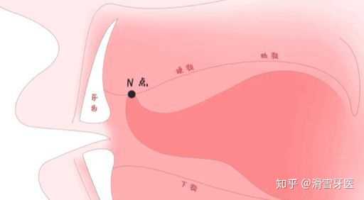 你们平时舌头是怎么放在嘴里的? - 知乎