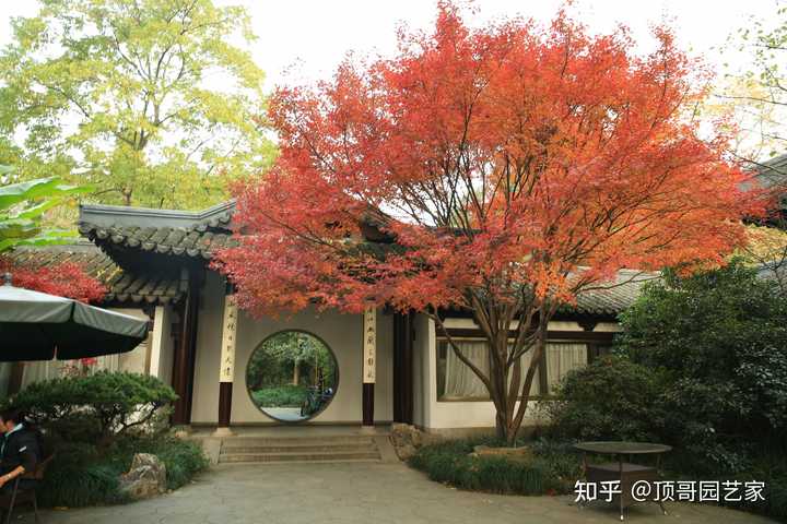别墅院子适合种什么景观树? - 知乎