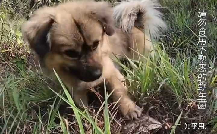 中华田园犬帮主人找菌子一找一个准,被网友称为「搜菌犬」,狗找菌子靠谱吗?是否会误采有毒蘑菇? - 知乎