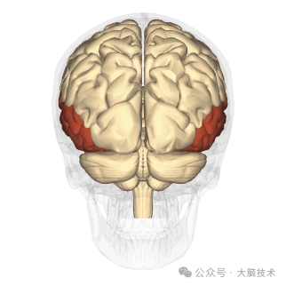 大脑中颞叶和海马体的作用是什么? - 知乎