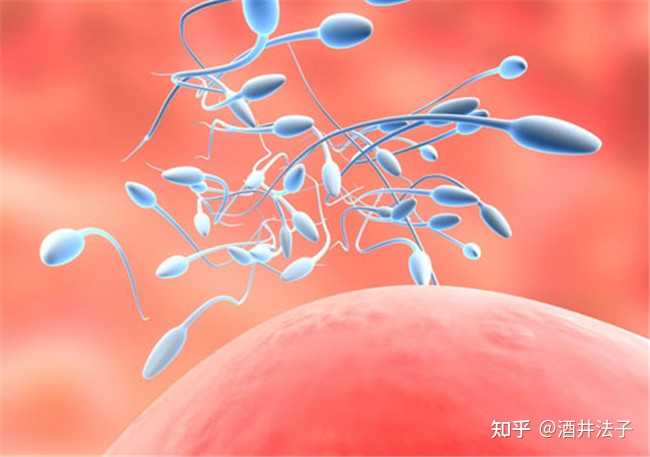 男士备孕吃什么提高精子质量？