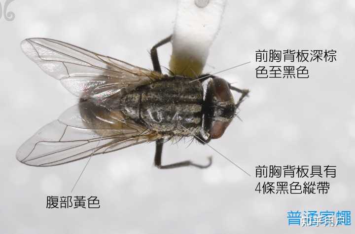 家里苍蝇多应该怎么办？ - 知乎