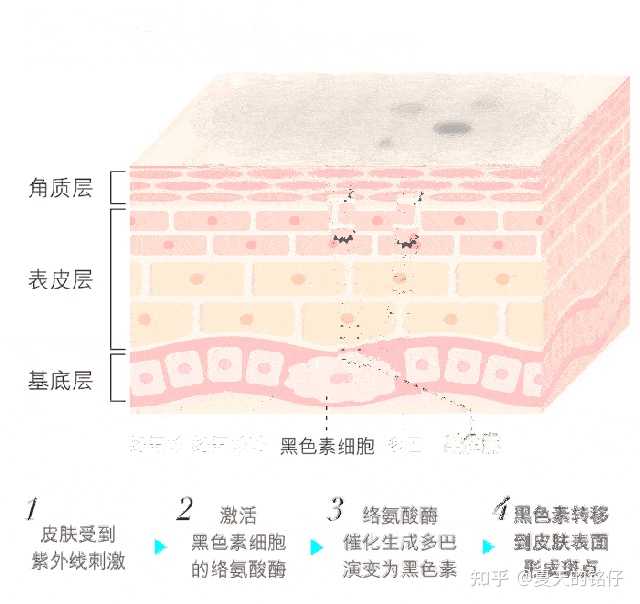 皮肤晒黑以后还可以白回来吗? - 知乎