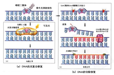 DNA损伤的修复类型有哪些？ - 知乎