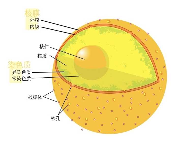 什么是核膜? - 知乎
