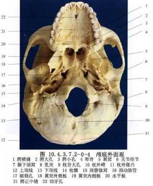 人的上颚有坑坑哇哇的褶皱是起什么作用的? - 知乎