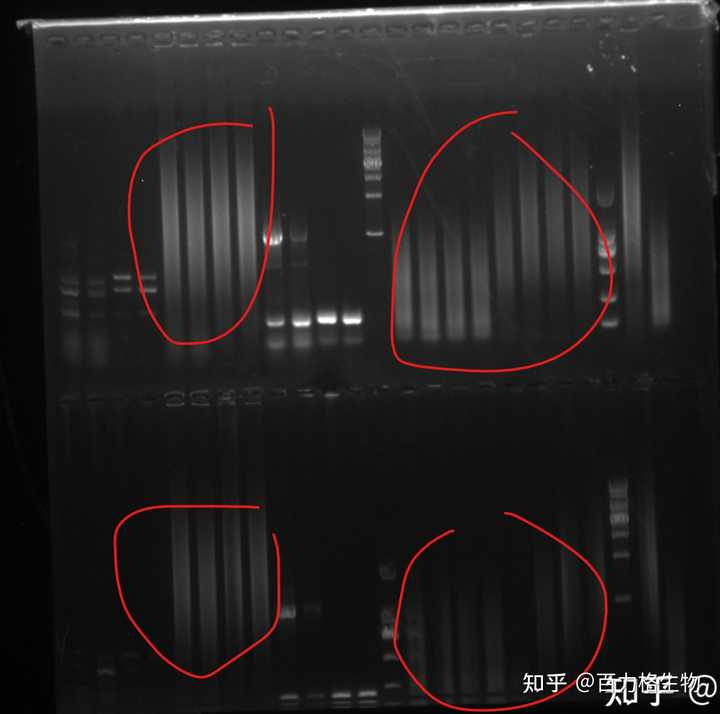 PCR扩增cDNA，条带弥散，求原因？ - 知乎