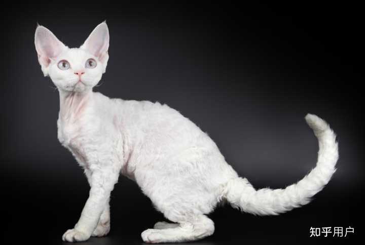 德文卷毛猫繁育如何稳定培育出奶牛开脸? - 知乎