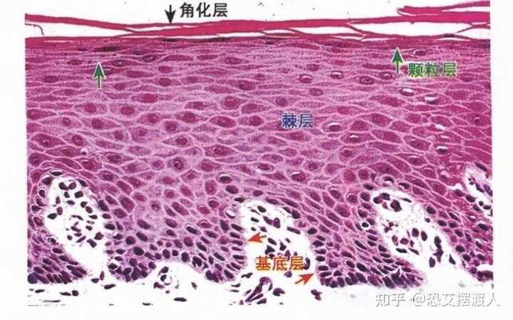 舌吻会感染艾滋梅毒吗? - 知乎