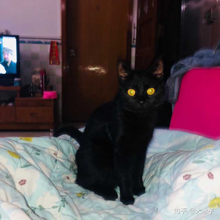 什么是玄猫，什么样的人适合养玄猫，有什么禁忌吗？ - 知乎