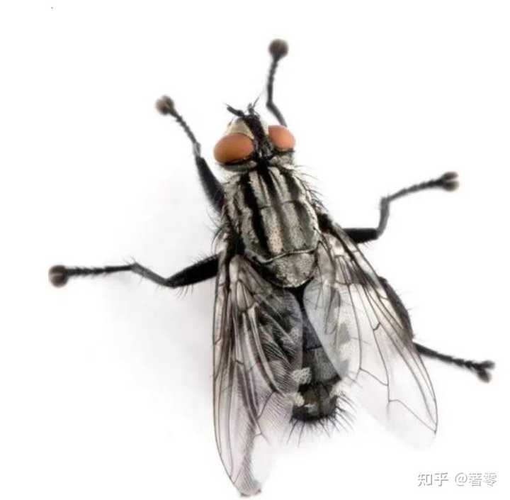 绿皮苍蝇和灰皮的有啥区别?为啥都对绿皮苍蝇更有“意见”,都不约而同介意绿苍蝇更脏。? - 知乎
