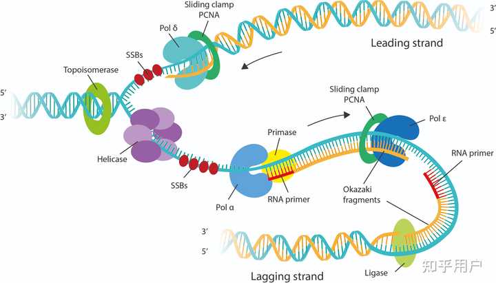 Dna 