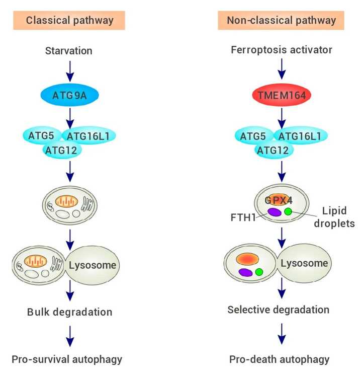 细胞自噬的发生过程是怎样的？ - 知乎