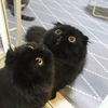 赵崇翰