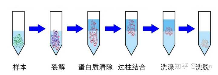 在碱裂解法提取质粒中，哪一步是除去基因组DNA的关键步骤？ - 知乎