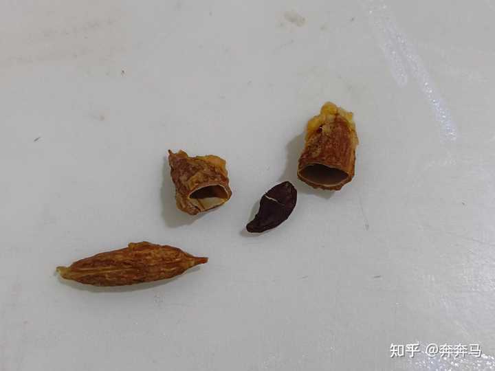 怎样用枣核种出枣树苗? - 知乎