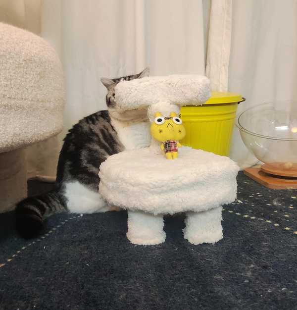 宠物猫早早的离开母亲， 还没有学会猫语，以后宠物猫会不会都是文盲猫、哑巴猫?