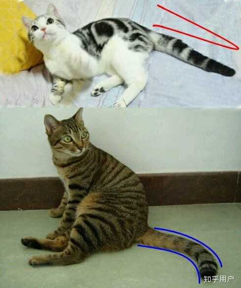 美短和狸花猫应该怎么辨认? - 知乎