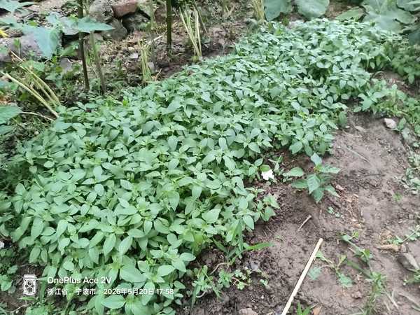 为什么越来越多人开始把「养植物」当成一种精神疗愈？