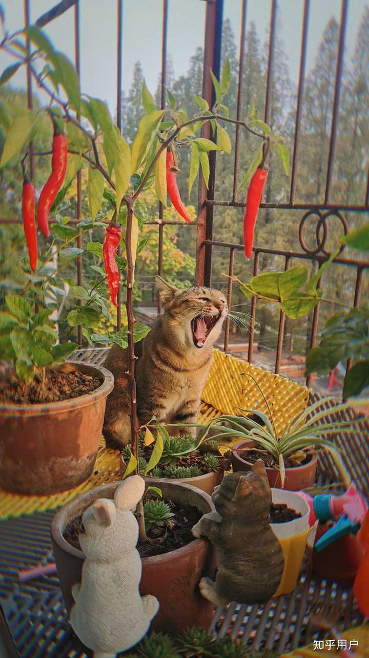 养雀猫(麻猫)是一种怎样的体验? - 知乎