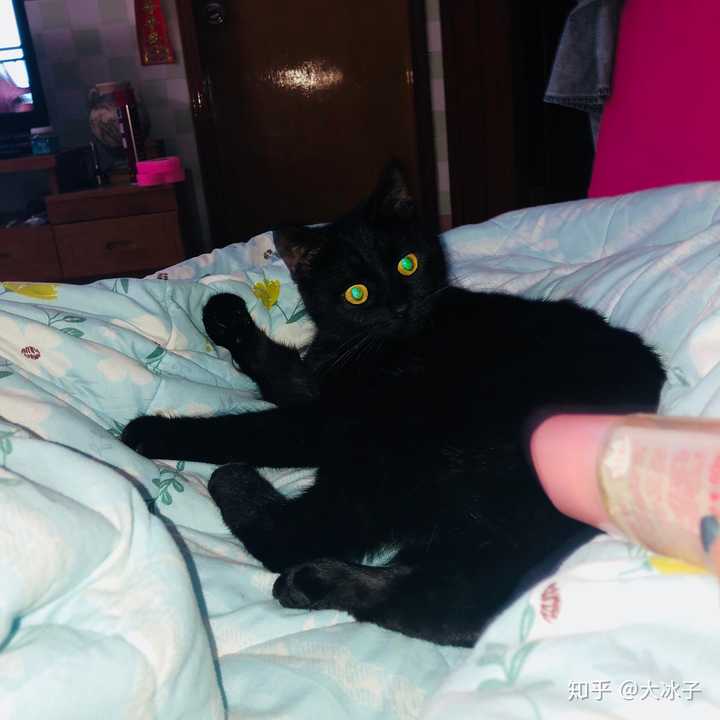 什么是玄猫，什么样的人适合养玄猫，有什么禁忌吗？ - 知乎