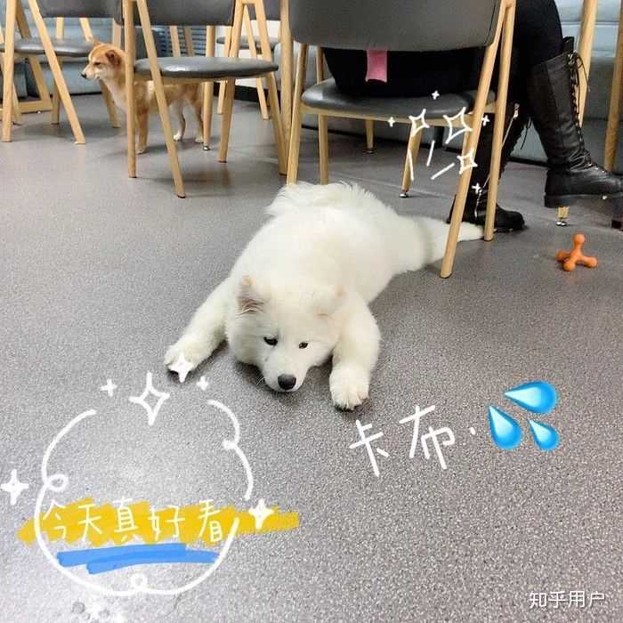 狗咖里的狗真的开心吗? - 知乎