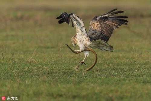 Nature's Greatest Killing Machines: The Harpy Eagle