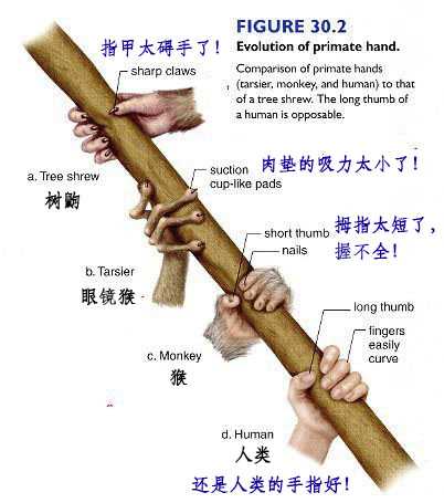脑科学界著名的「感观侏儒(sensory homunculus)图」是如何得出的? - 知乎