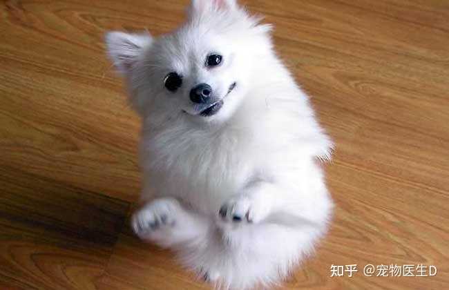 求鉴定一下这是串的博美还是纯种的银狐犬? - 知乎