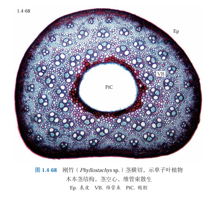 都说长得越快的树木越不成材,但为什么竹子长那么快强度却很好,甚至可以用来做建材呢? - 知乎