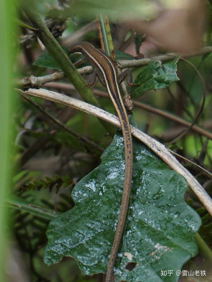你们有哪些一不小心碰到蛇的难忘经历 雷山老铁的回答 知乎