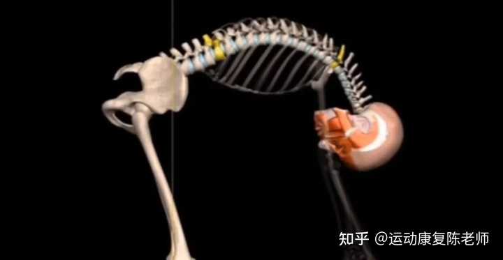 突然背挺直就痛,驼背就不痛是什么情况? - 知乎