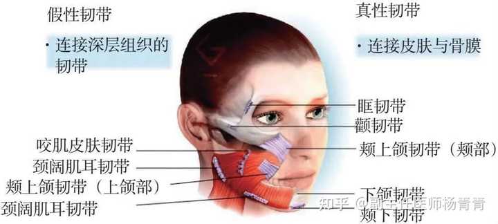 面部韧带作用要带图的? - 知乎