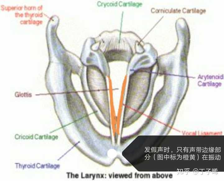 从语音学角度看,伪声的原理是什么?从语音学角度看又该如何练习伪声? - 知乎
