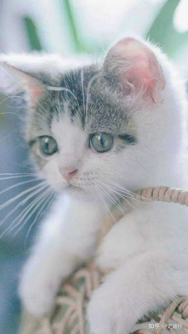 小母猫第一次发情要叫多久才能结束? - 知乎