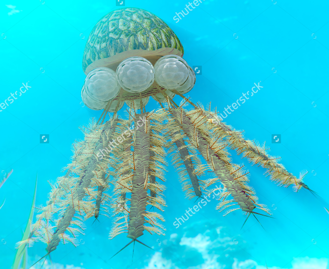 ▼筆石Graptolites 海生生物 化石 ▽筆石Graptolites 海生生物 化石 【公式通販】