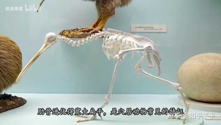 为何新西兰国鸟几维鸟（kiwi）会进化成无翼却嗅觉超强？ 知乎 