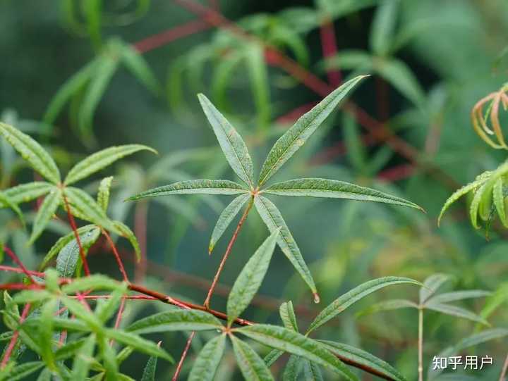 五片叶子的植物都有哪些？ - 知乎
