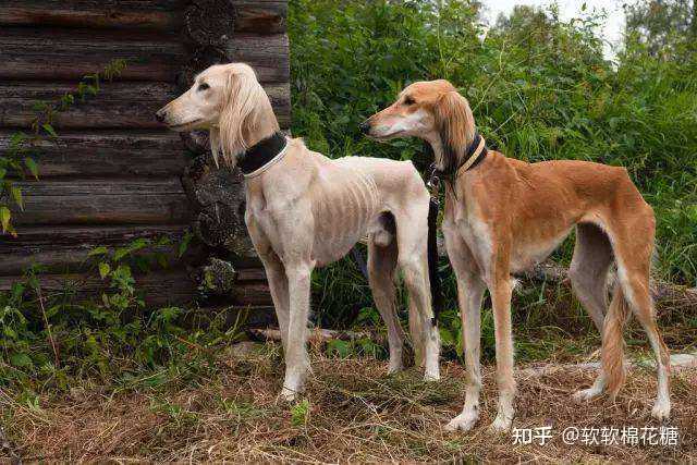 为什么中国细犬数量稀有? - 知乎