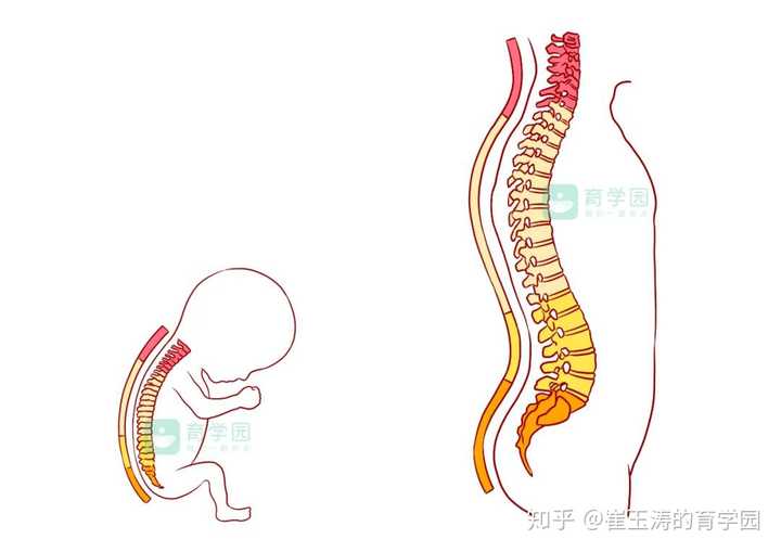 宝宝多大的时候可以开始竖抱? - 知乎
