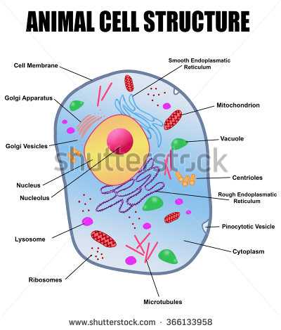 有谁知道液泡在各种生物中是如何分布的?只有植物存在液泡吗? - 知乎