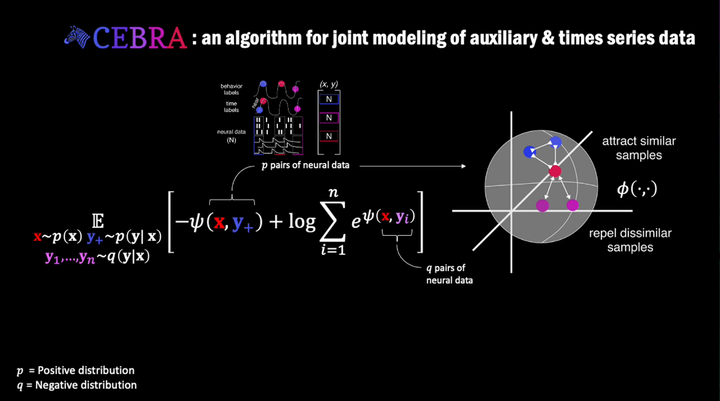 脑机接口重磅研究登上《自然》杂志,瑞士研究人员解码老鼠大脑信号再现视觉图像,这一突破有何意义? - 知乎