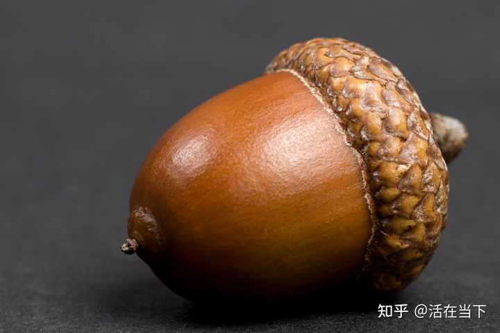 松果和橡果是一个东西吗？ - 知乎
