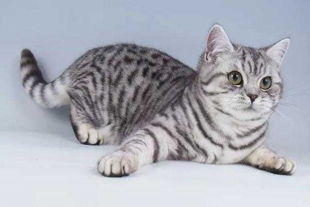 新手养什么猫最好？