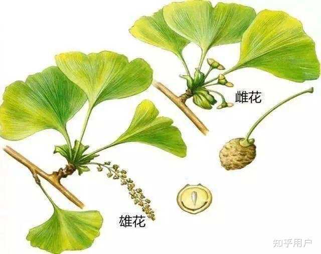 雌雄同株和雌雄异株? - 知乎