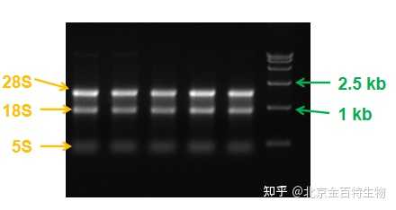 如何确认RNA的质量? - 知乎