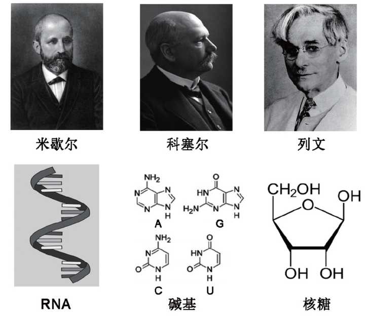 为什么DNA的发现史整个过程如此清晰,而对三种RNA的发现过程却很少提及? - 知乎
