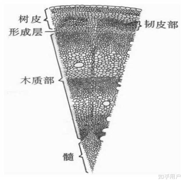 以植物学的角度,解释“树不怕空心,而怕剥皮”的道理”? - 知乎