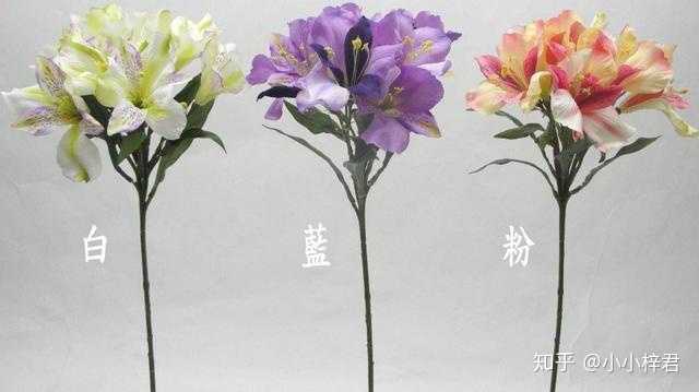 常见花的花语是什么 小小梓君的回答 知乎 常见花的花语是什么 小小梓君的回答 知乎