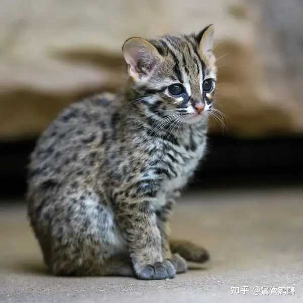 中国本土的猫咪是怎么起源的? - 知乎